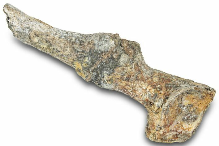 Fossil Mosasaur (Platecarpus) Phalange Bones - South Dakota #322103